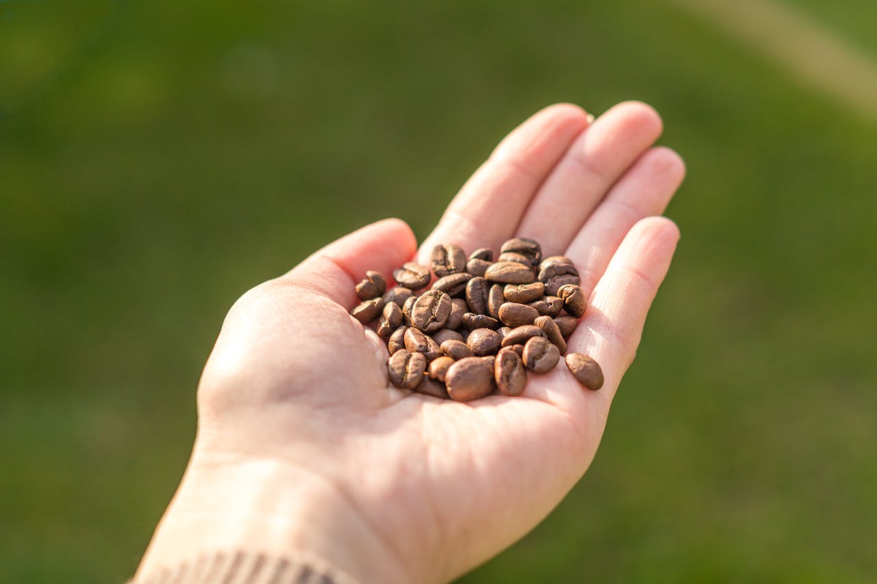 A close-up of coffee beans in a hand, captured outdoors in natural light.